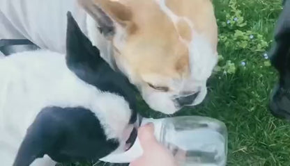 Portable Pet Water Bottle for Cats & Dogs – FREE Shipping
